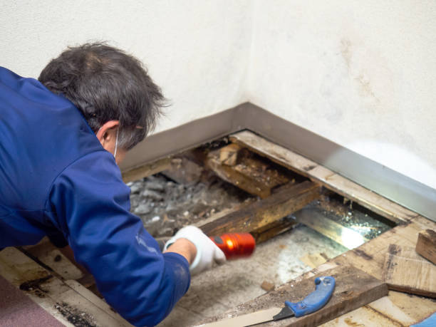 Best Preventive Mold Services in Waverly, IL