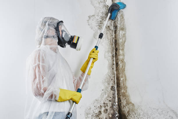 Best White Mold Remediation in Waverly, IL