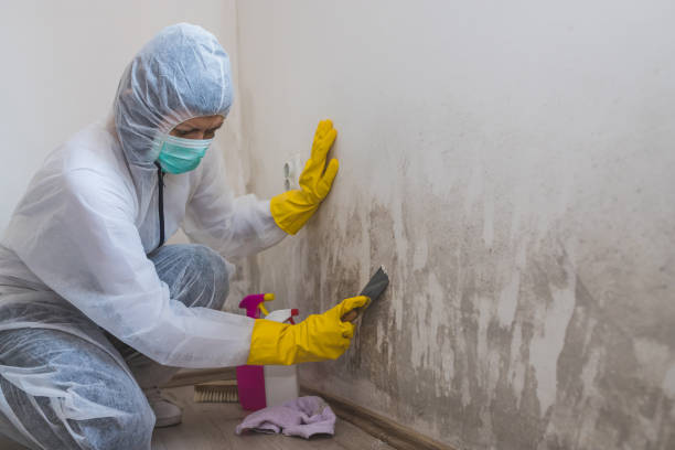 Best Bathroom Mold Remediation in Waverly, IL