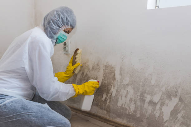 Best Attic Mold Remediation in Waverly, IL
