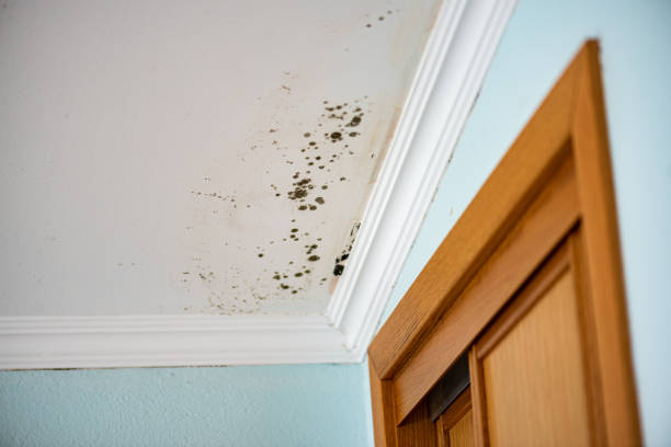 Best Emergency Mold Remediation in Waverly, IL