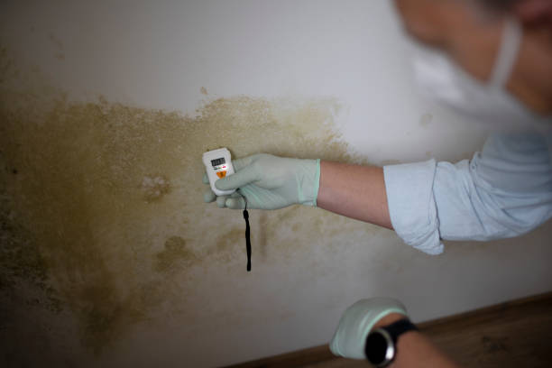 Best Basement Mold Remediation in Waverly, IL