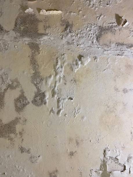 Best Post-Flood Mold Remediation in Waverly, IL