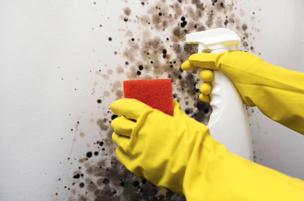 Best DIY Mold Remediation Support Services in Waverly, IL