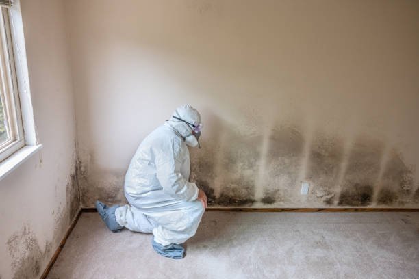 Best Mold Remediation for Specific Building Types in Waverly, IL