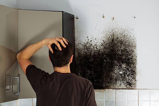 Best HVAC Mold Remediation in Waverly, IL