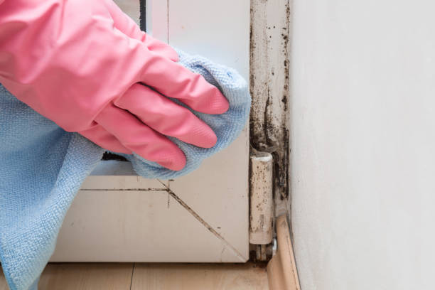 Reliable Waverly, IL Mold Remediation Solutions