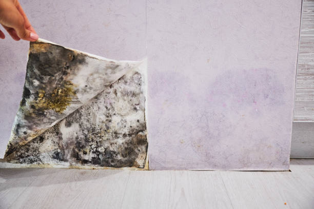 Best Industrial Mold Remediation in Waverly, IL